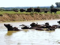Kisbalaton reserved buffalo farm