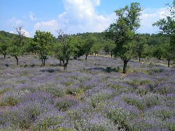 lavender plantations of the peninsula